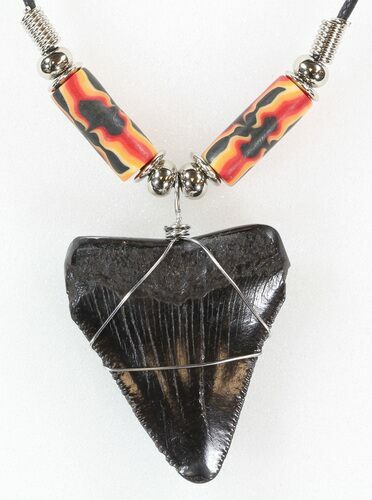 Polished Megalodon Tooth Necklace #43171